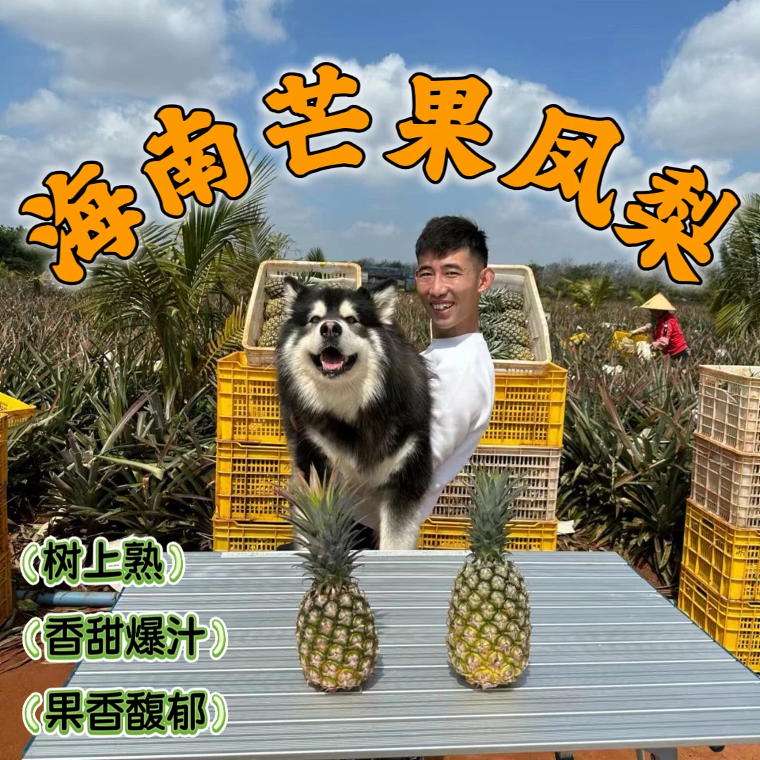 【京东快递】海南芒果凤梨应季水果 净重4.5-5斤装 坏果包赔