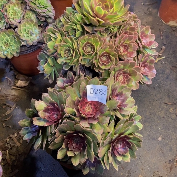 两盆多肉断头不包0284