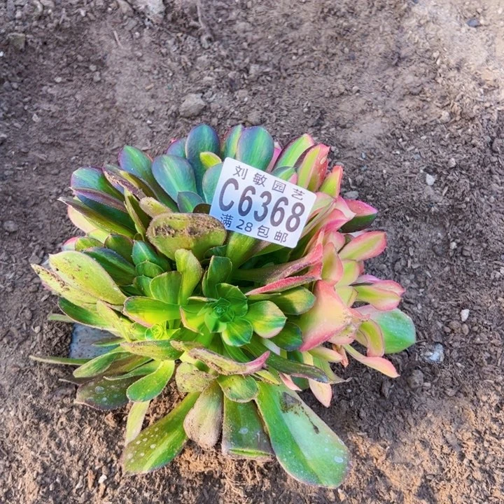 流星雨多肉植物法师6368