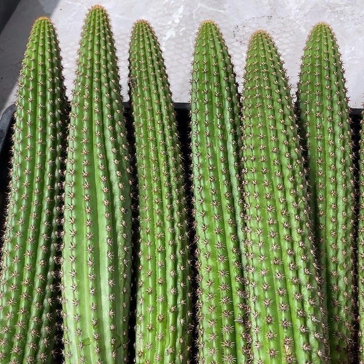 自根卡布奇诺金妞保20公分