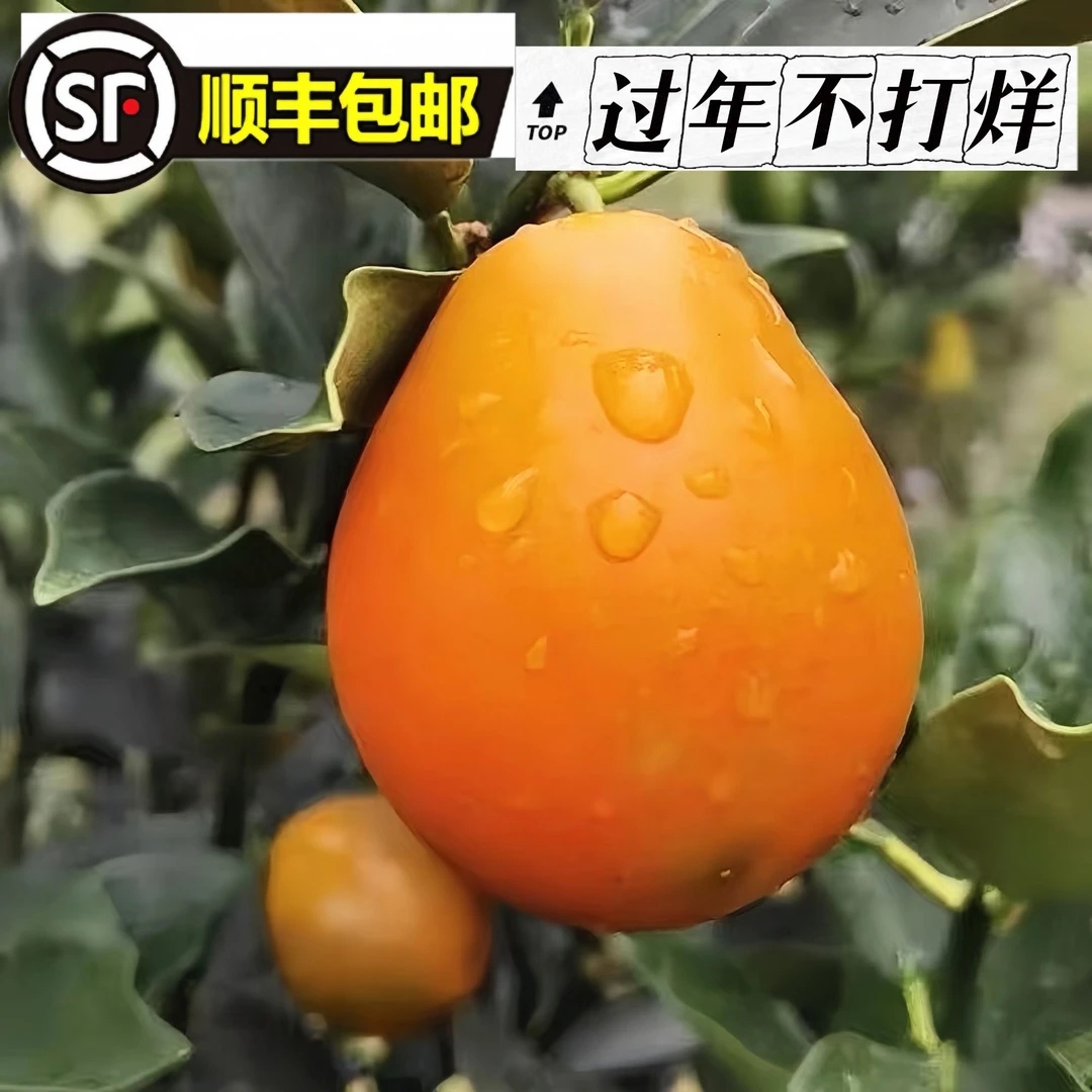 【第三代】广西融安脆蜜金桔金柑纯甜金桔新鲜带皮吃水果现摘现发