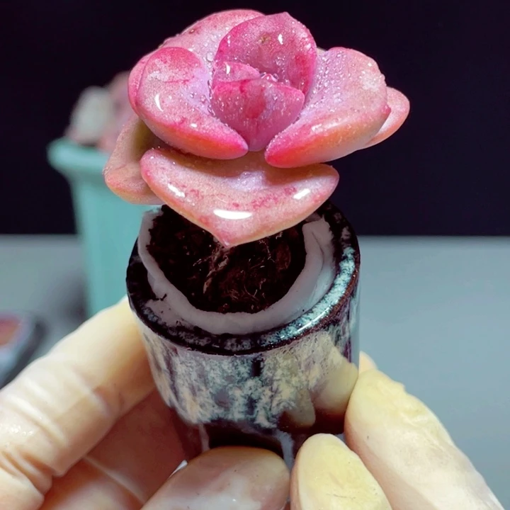 彩虹糖样品1盆带盆发货1