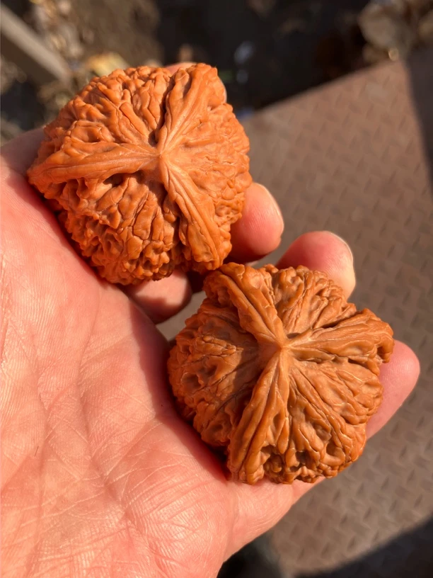 44尺水龙纹狮子头球奔精品对收藏级典藏款把盘把玩文玩核桃三棱核