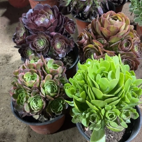 315多肉植物组合