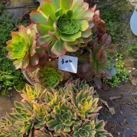 奶白甜茶多肉植物300号