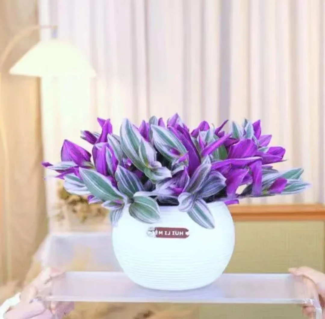 p油画婚礼吊兰水培植物室内阳台办公桌好养四季扦插绿植