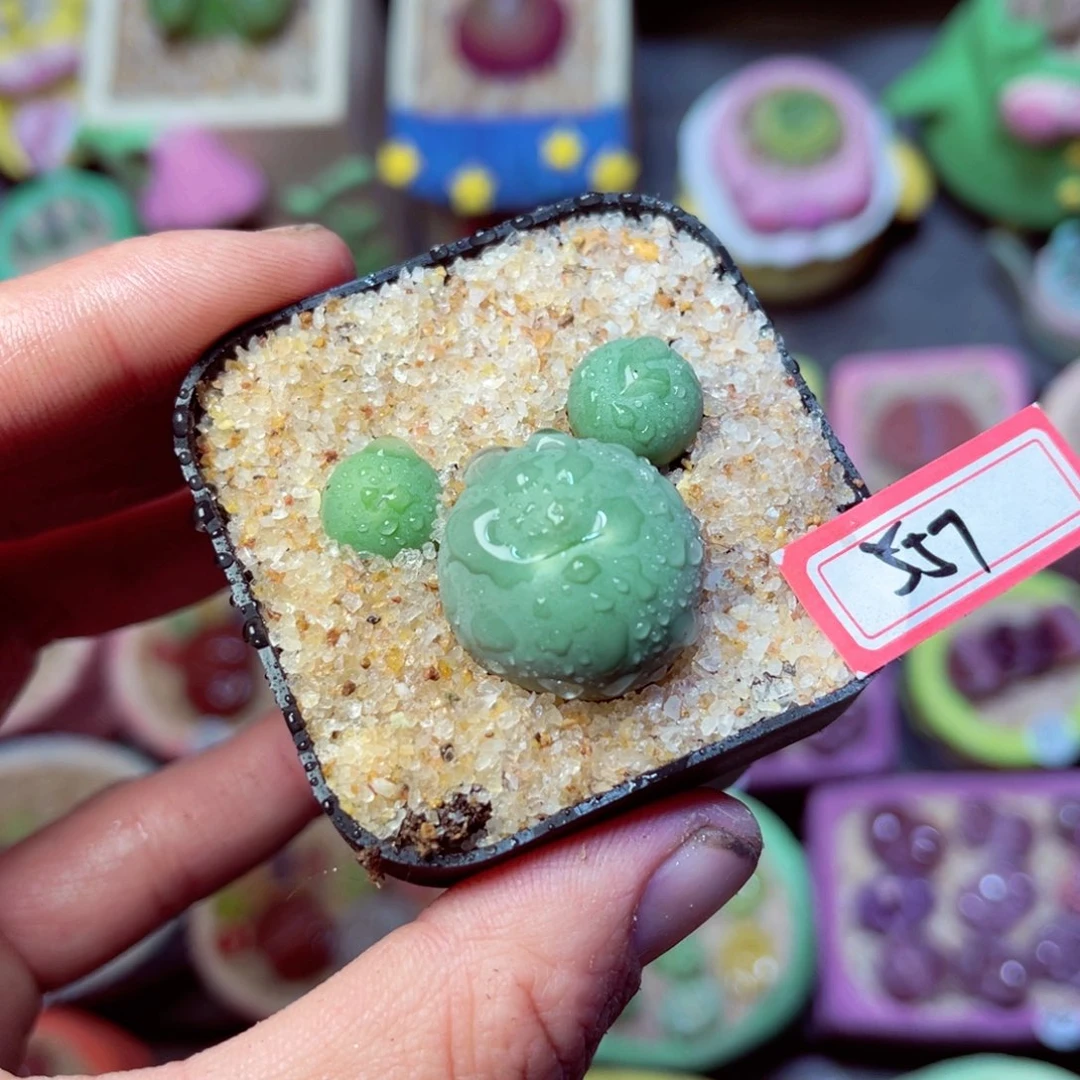 557生石花带盆发