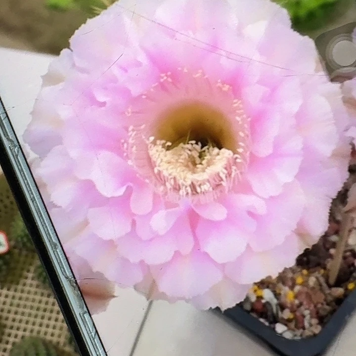 桃花落侧芽4公分彩草