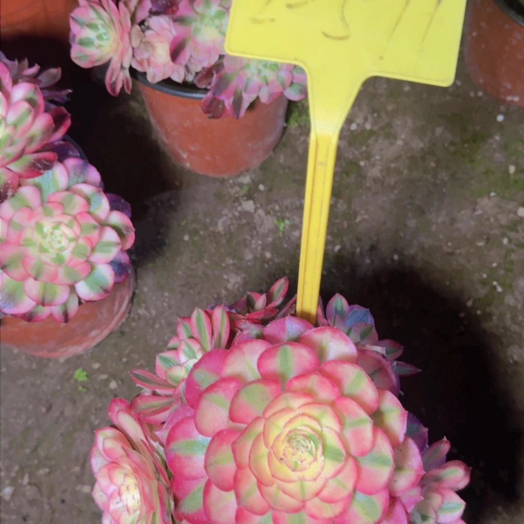 2-511---多头多头多头