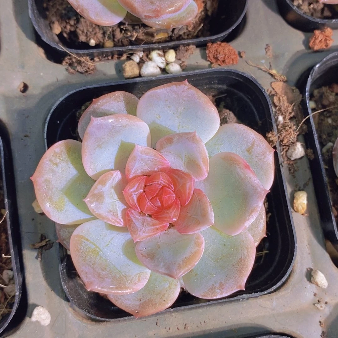 A370-清茶（量拍）