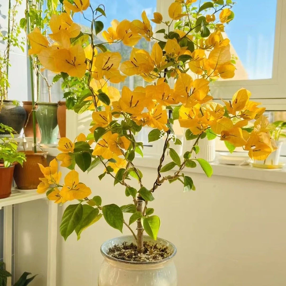 金色光辉 三角梅大苗好养易开花花卉基地  不带花