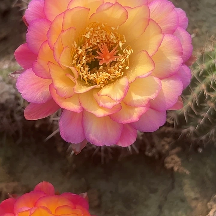 清清苏乞儿根瑕疵尺寸3厘米加