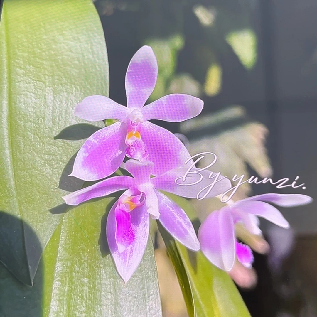 无花朵1.7寸羞花苗
