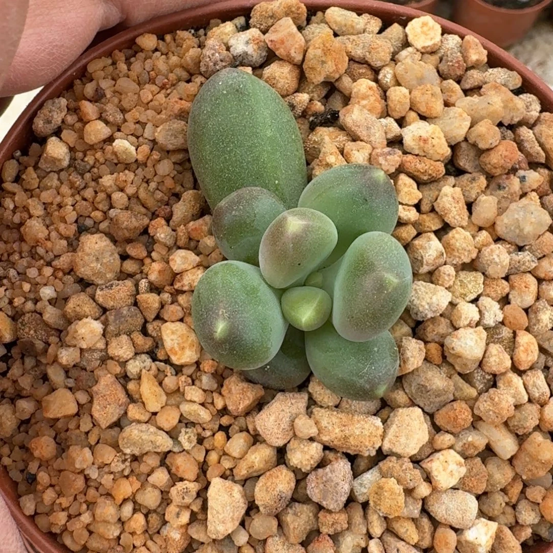 芭比亚 单头 一物一拍