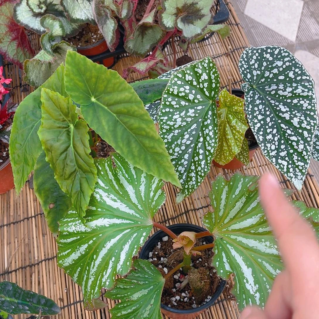 完全开放富士山，乌头杂。凌静。