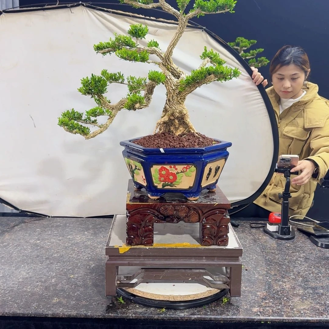 当前无花朵，栽培后可花朵