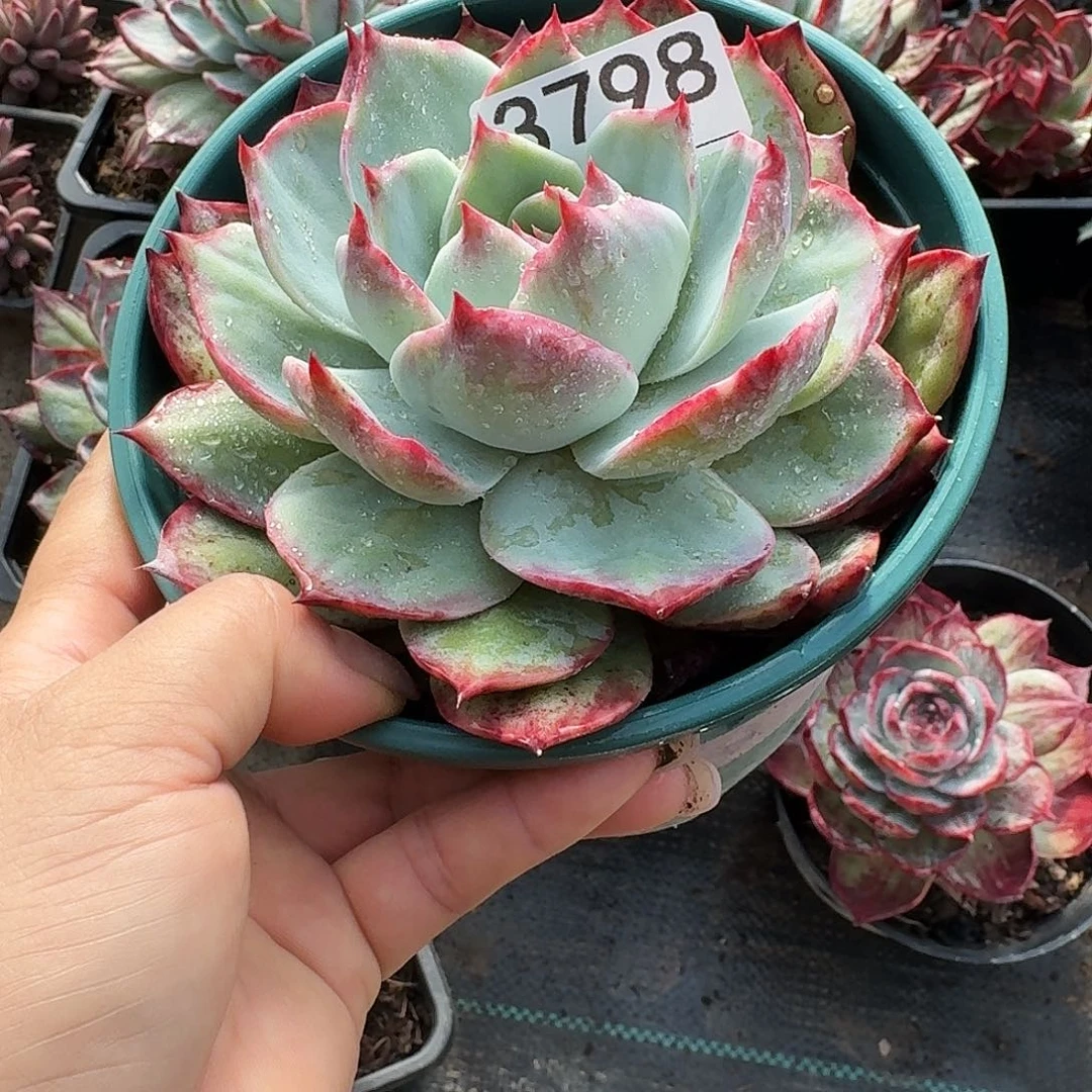 惊鸿惊鸿惊鸿 3798......