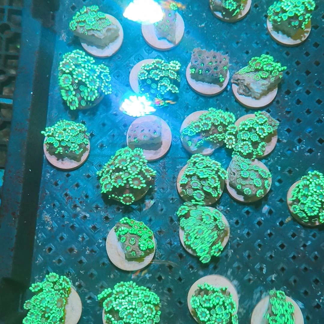 纽扣珊瑚99茉莉888