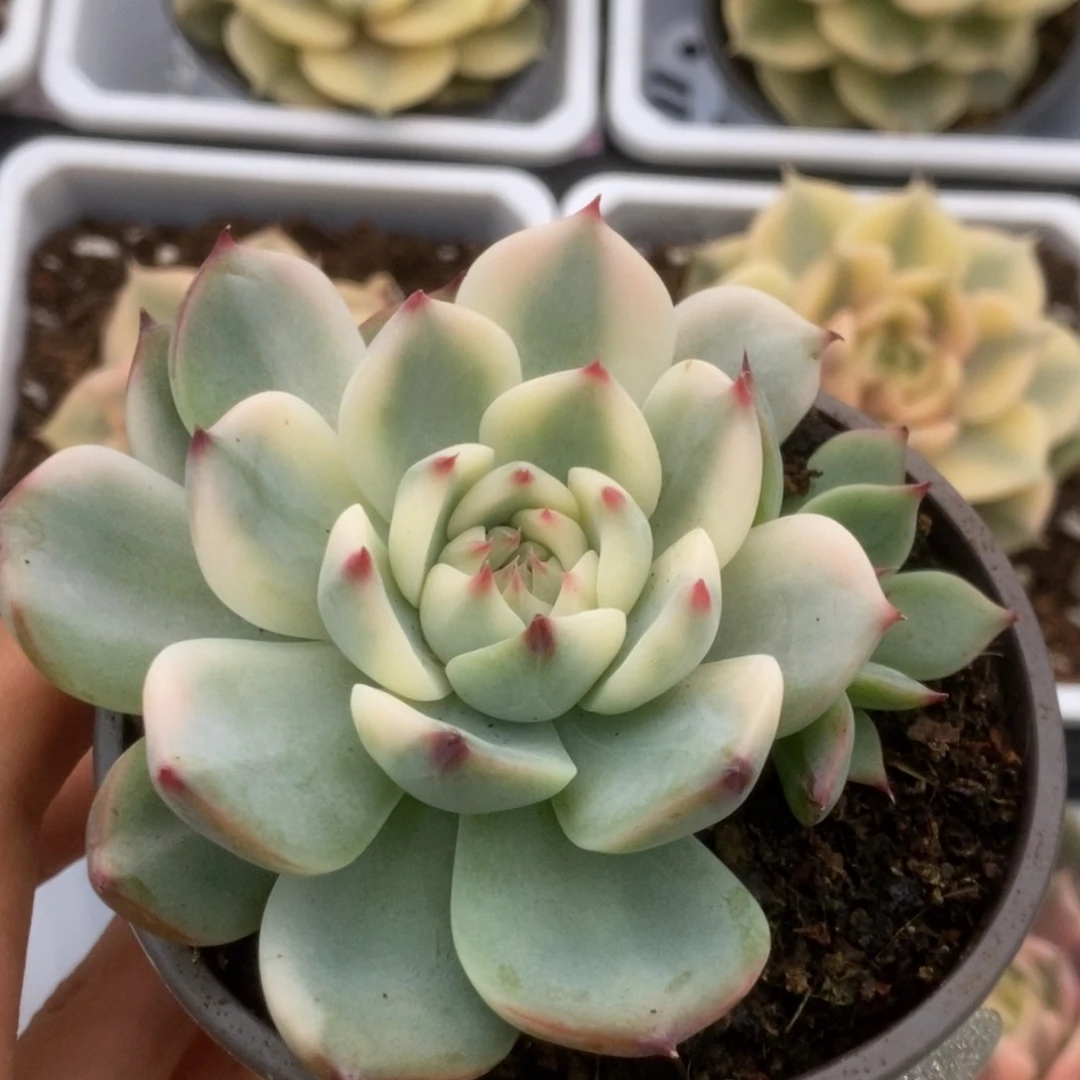 102锦锦锦锦锦锦锦锦
