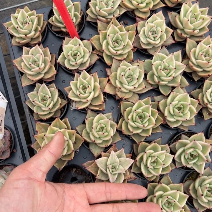 星星凸起一颗量拍多肉满20包邮初7发