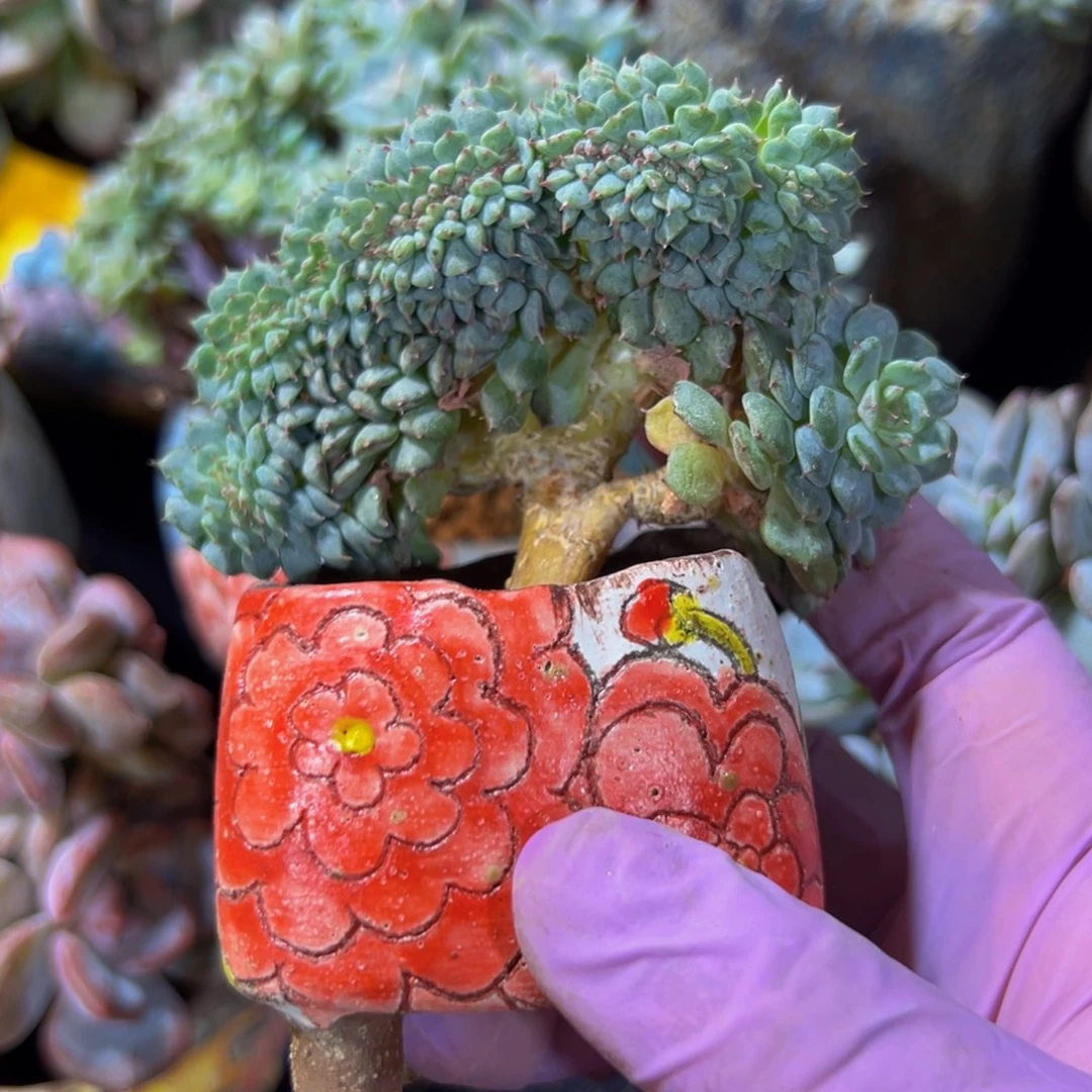 新年快乐。新年快乐 新年快乐