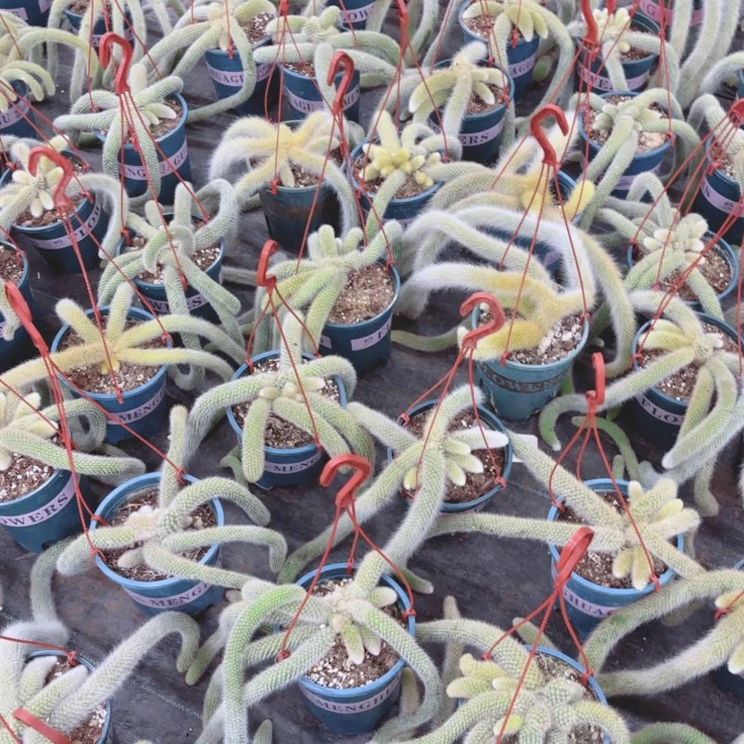 九尾狐包邮量拍九尾狐