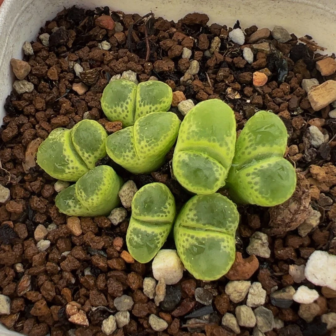 741多肉植物种类多样