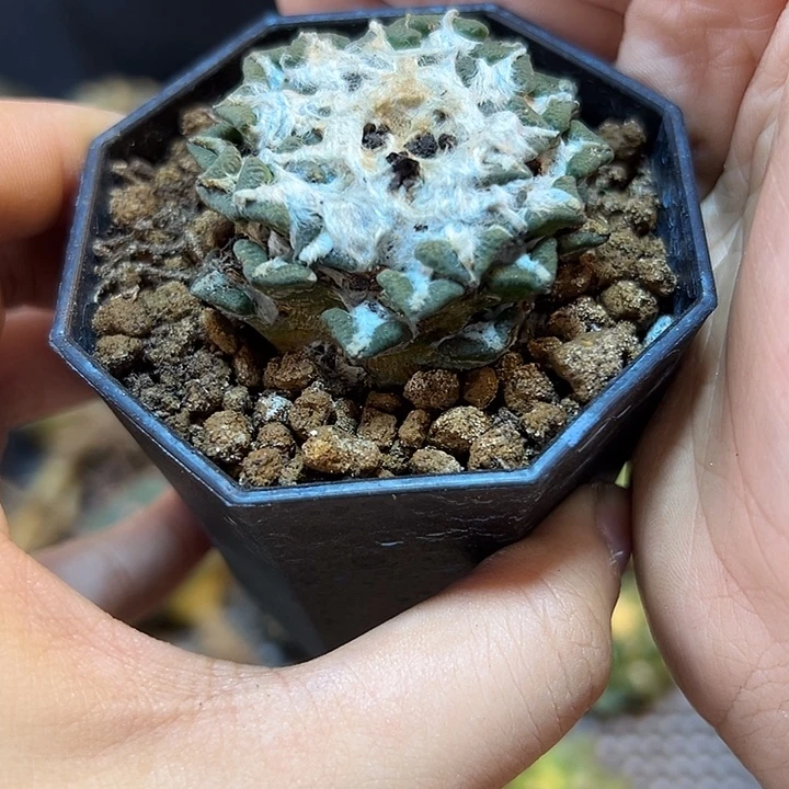 13号自根螺旋黑牡丹4.7公分带盆