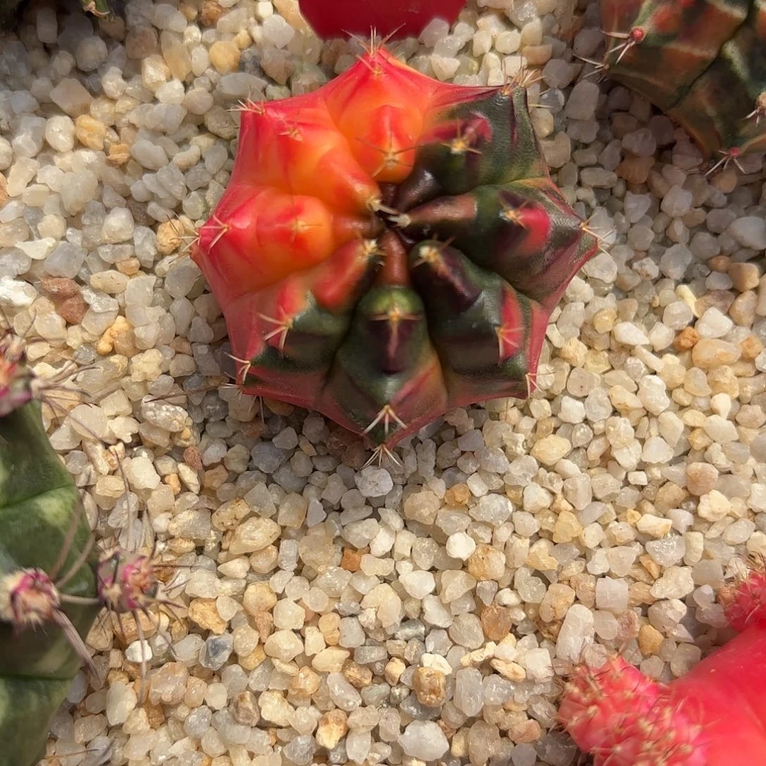 184-1122泰国发货多肉