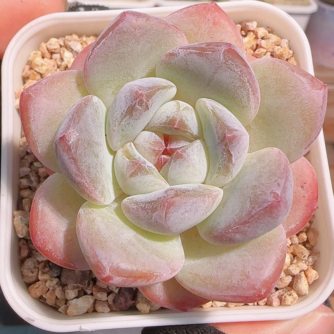 多肉1031--206福利