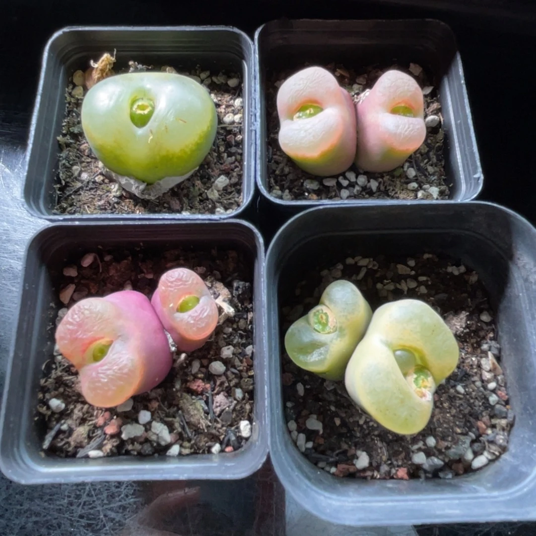 浅***2巨型毛毛母本更新～一物一拍