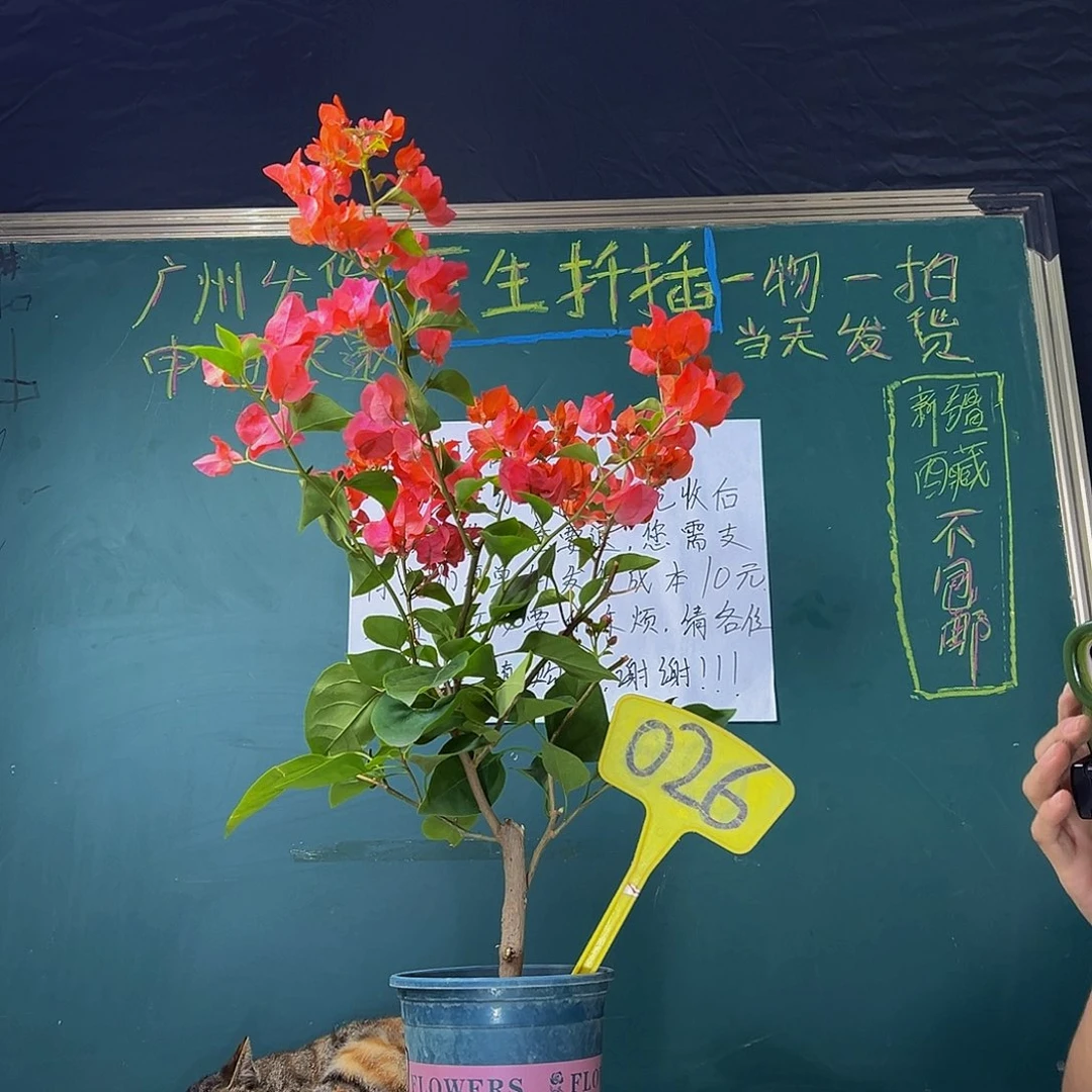 当前无花栽培后可以开花  炸 绿叶夕阳红有瑕疵 026