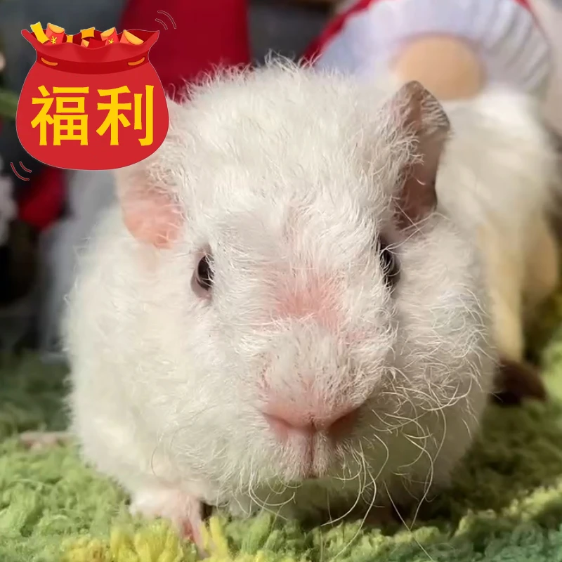 25664荷兰猪豚鼠活体宠物天竺鼠直播挑选美泰弟弟（C13）