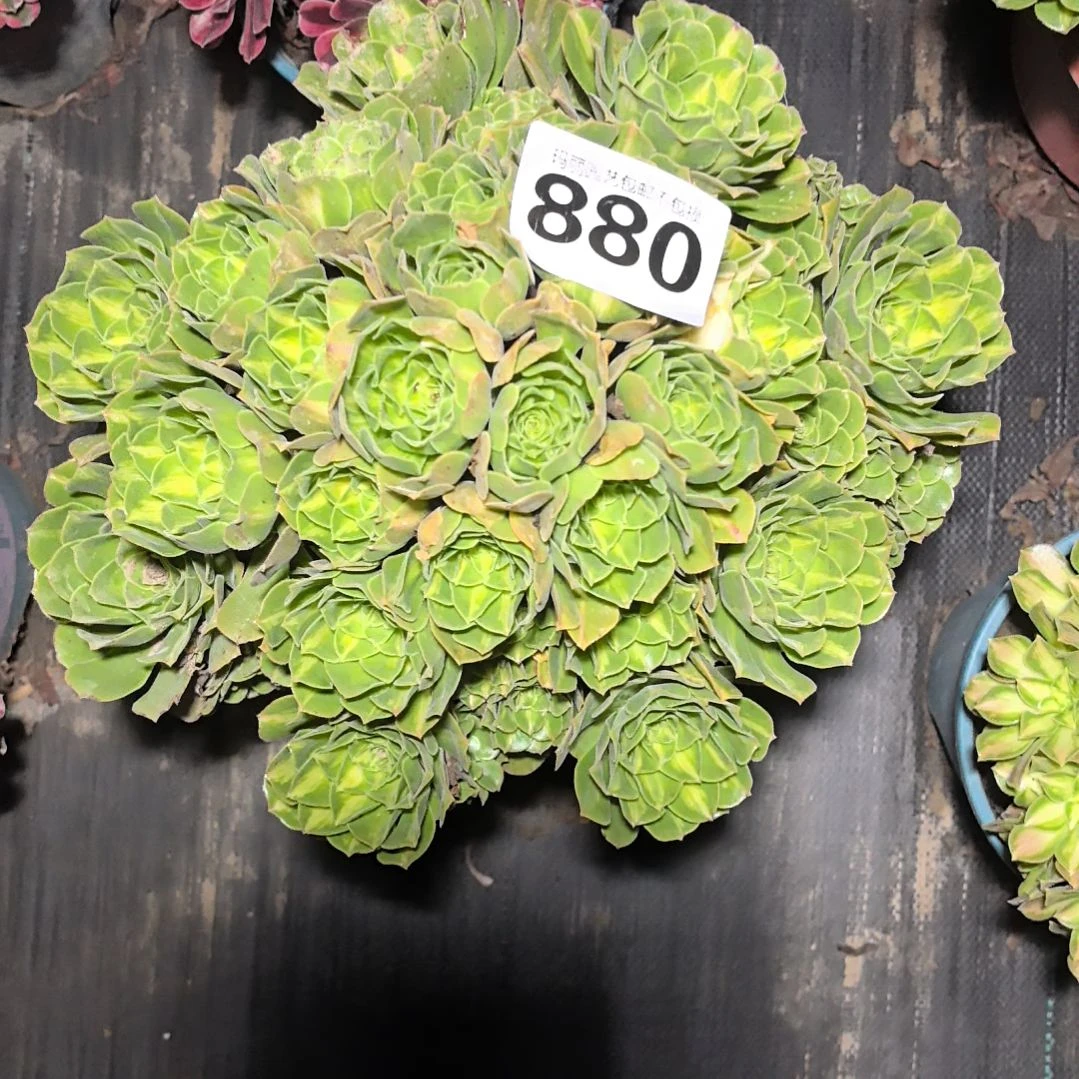 880翡翠琉璃2-13法师