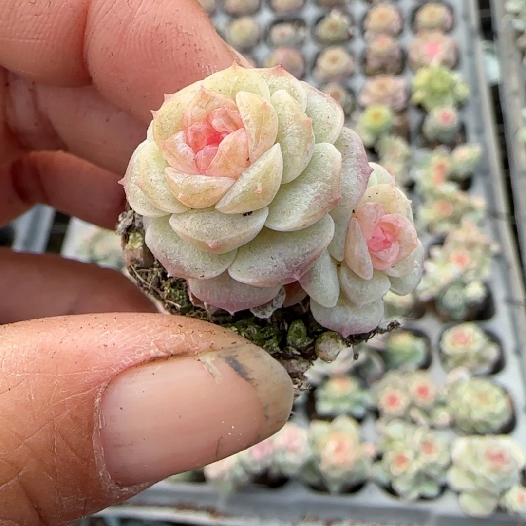 多肉小卡拉米糖心一物一拍