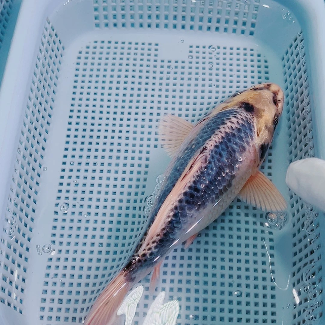 锦鲤锦鲤冷水观赏144