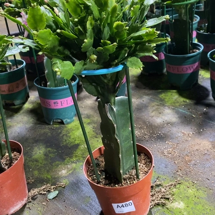 当前无花栽培后可以开花琼*480嫁接2228