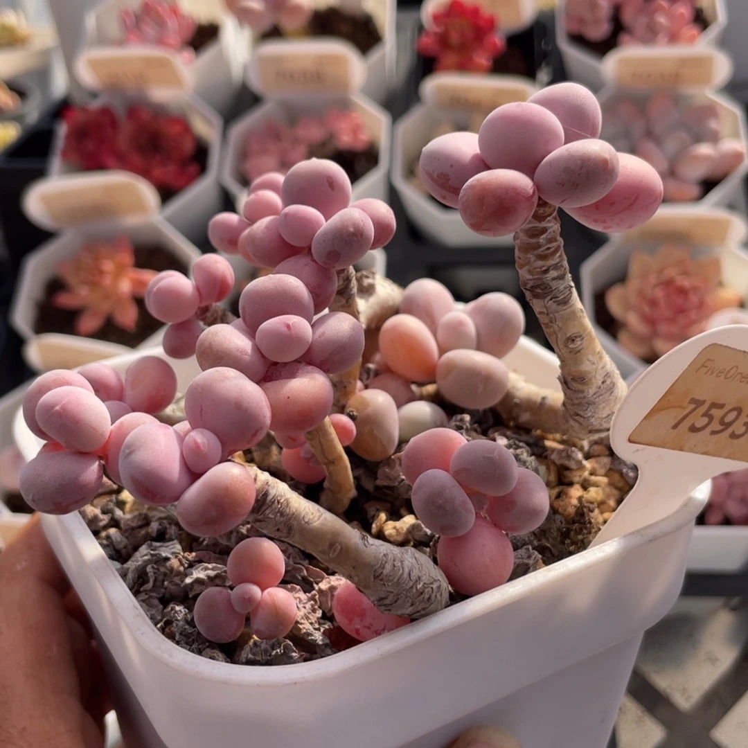 桃蛋7593-11.0厘米