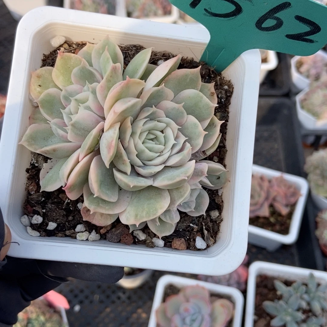 1562盎司诺锦多肉植物