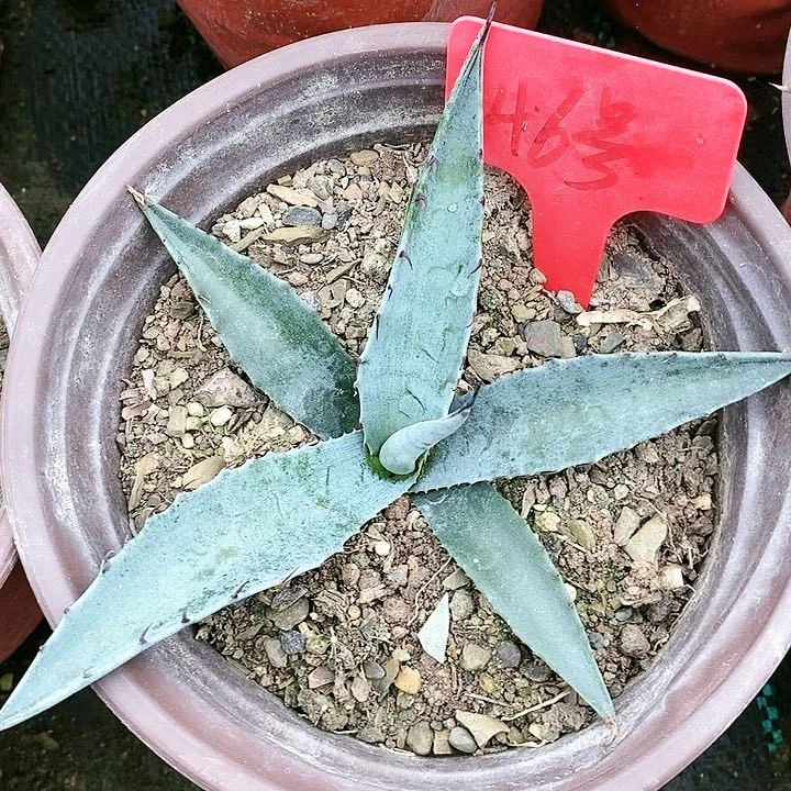 【闪购商品】无花朵龙舌兰赫瓦蒂娜