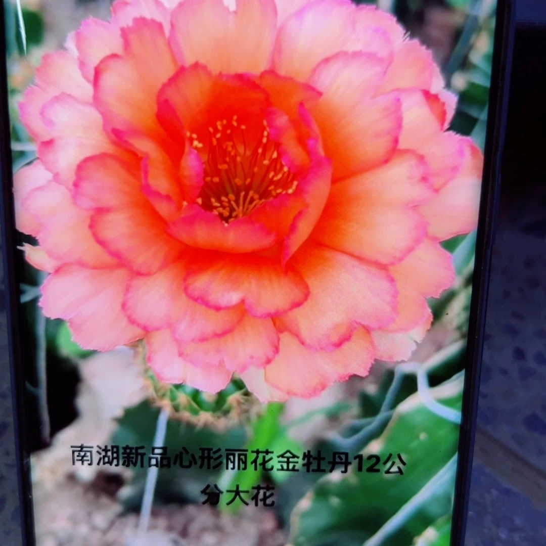 下81丽花金牡丹歪无根侧芽2一3公分左右20包邮