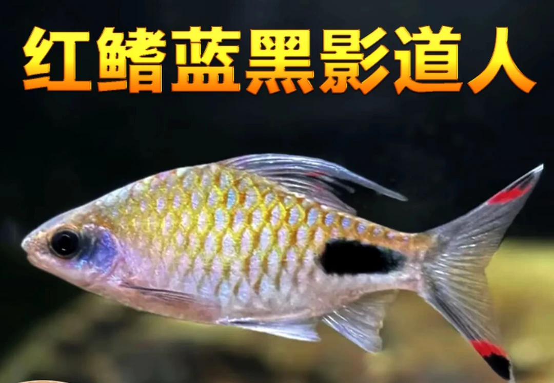 黑影道人鱼蓝黑影红唇红线黑影道金斯鲃草缸原生冷水鱼新手好养鱼