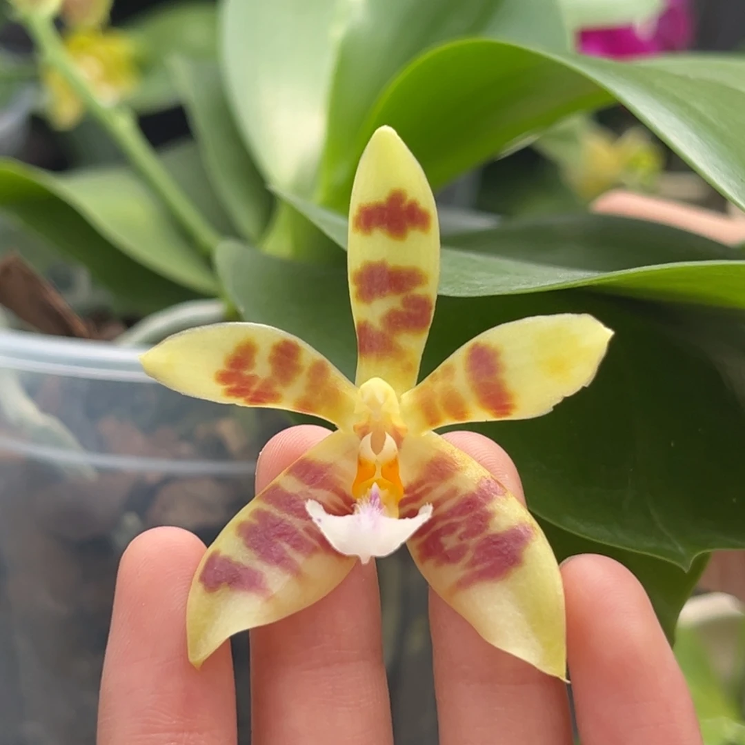 完全开放4寸21hb开花株（有叶损）