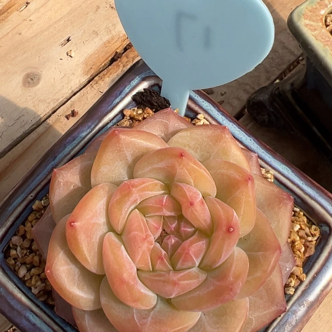 多肉植物一物一拍