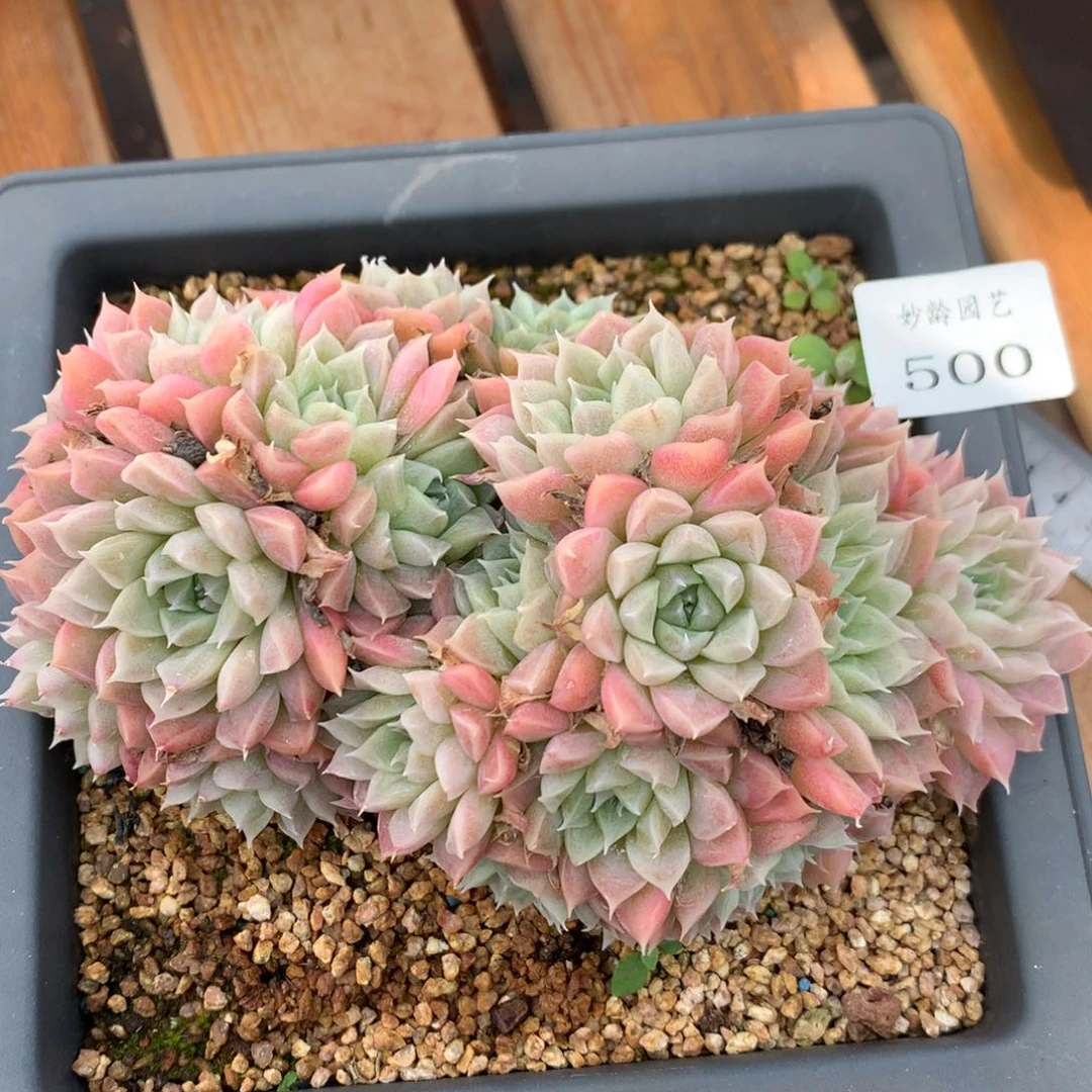 500杂交多肉老桩15冠