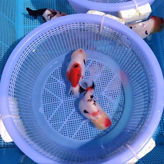 金鱼104兰寿两只特价顺丰包邮