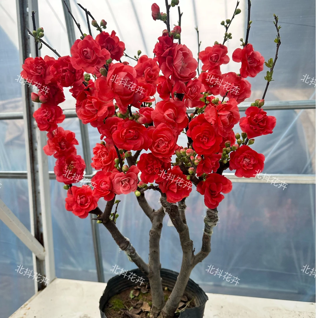 精品【15年老桩】稀有牡丹海棠开花大重瓣花耐寒好养南方带花芽