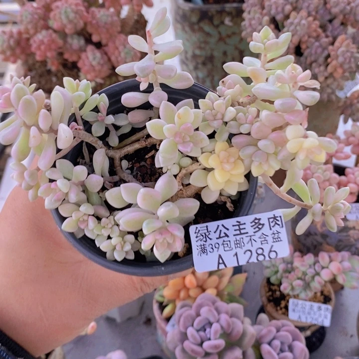 姬秋丽特价1286多肉酱