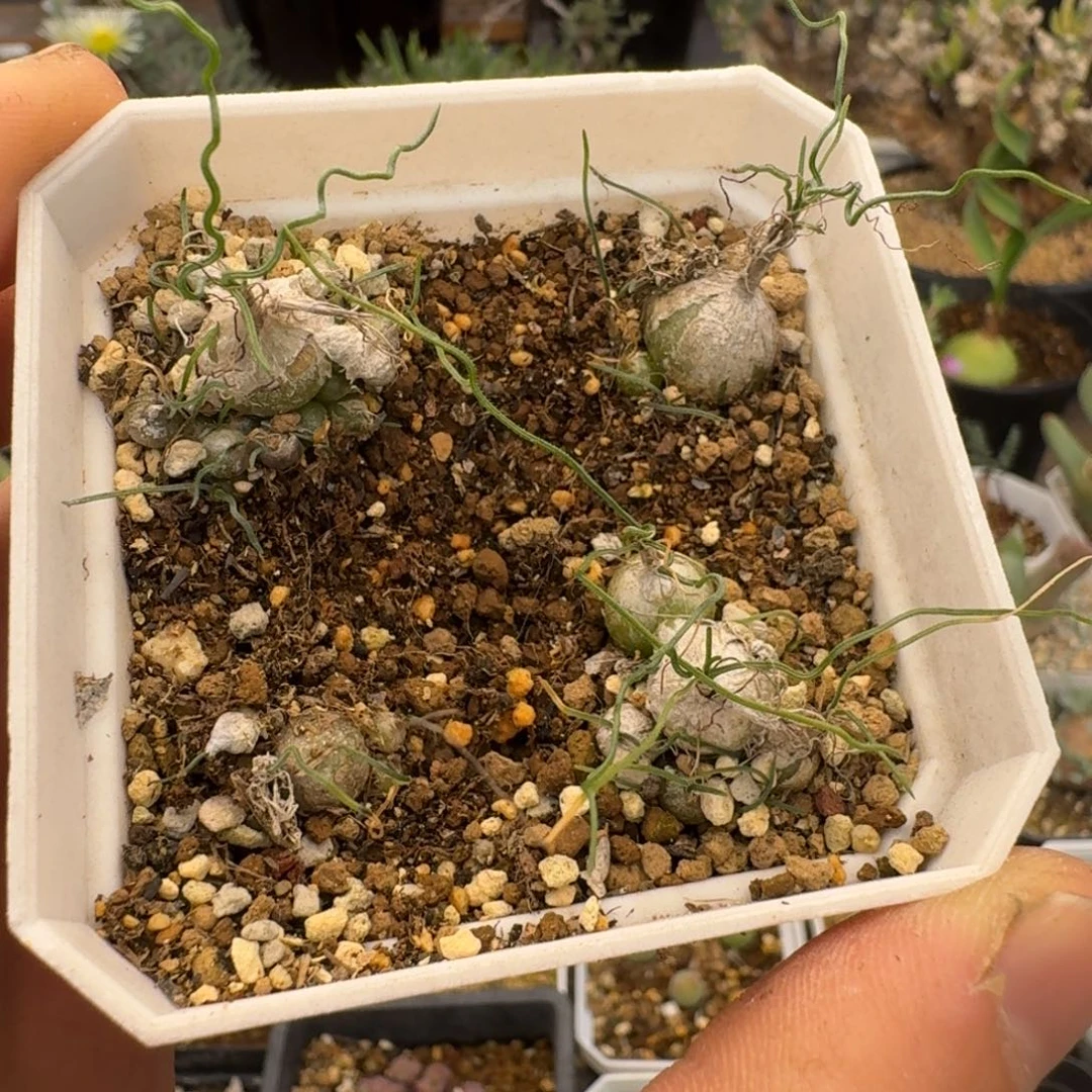 泰迪海葱多肉。