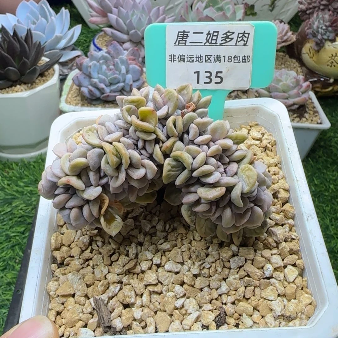 唐二姐多肉编号135